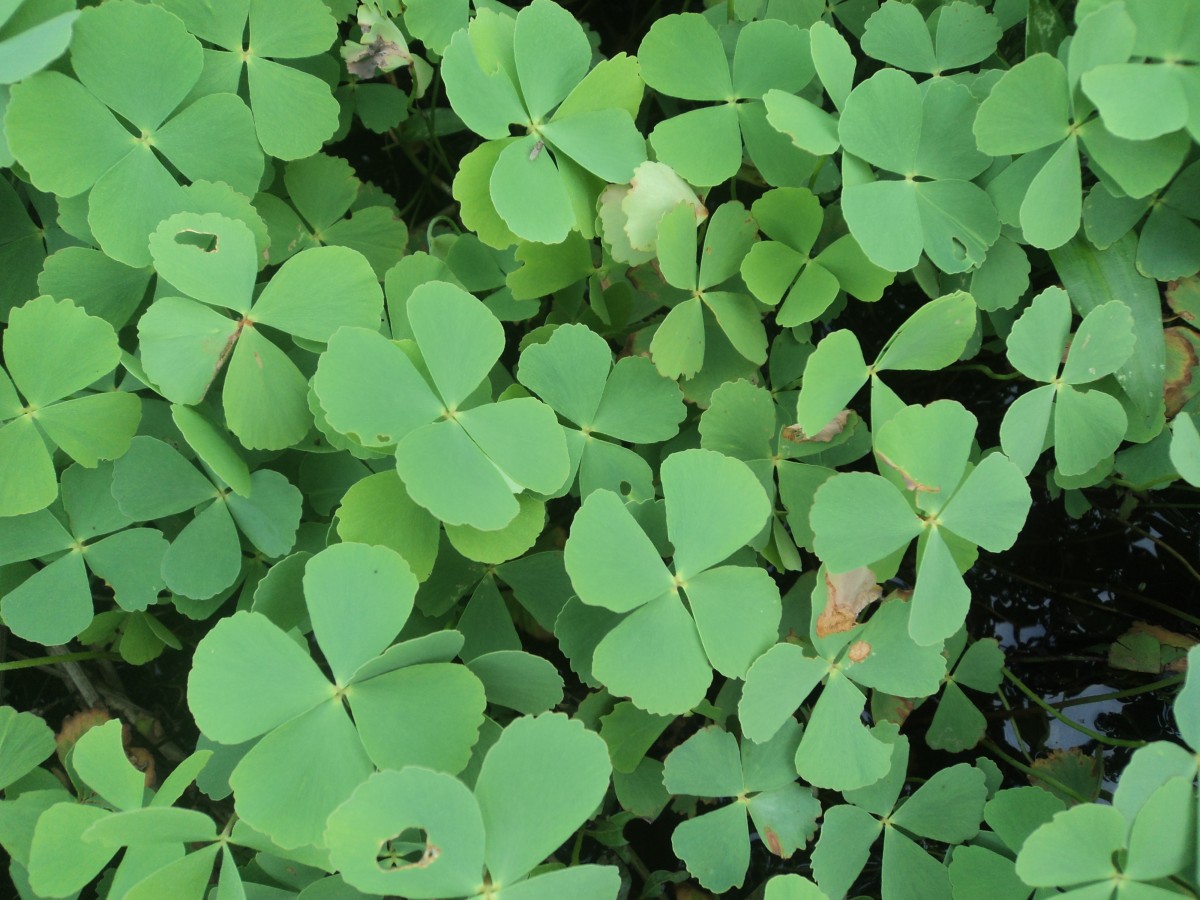 Marsilea